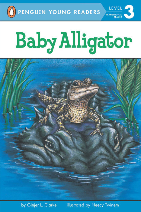 Baby Alligator