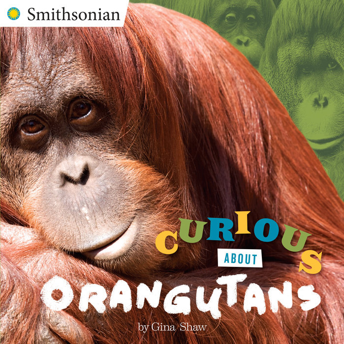 Curious About Orangutans