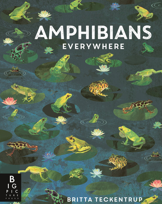 Amphibians Everywhere