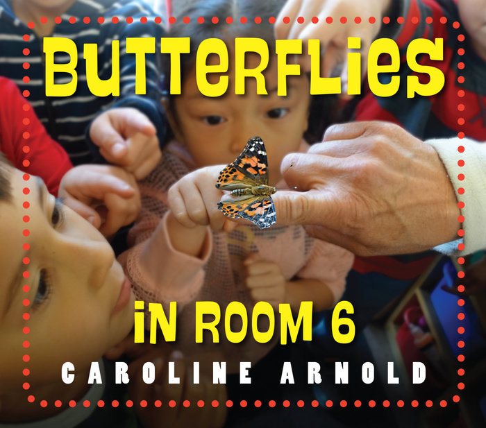 Butterflies in Room 6