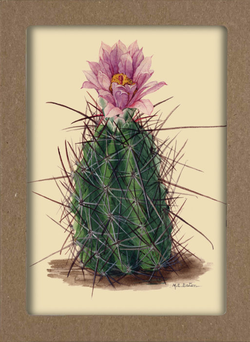 Smithsonian Cacti Notecard Set - Artwork by Mary Emily Eaton