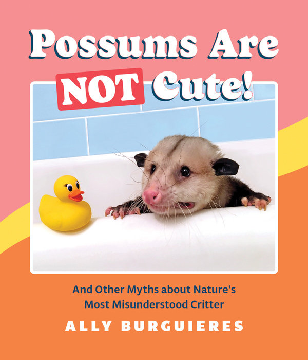 Possums Are Not Cute!