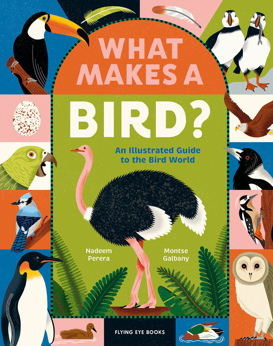 What Makes a Bird?: An Illustrated Guide to the Bird World