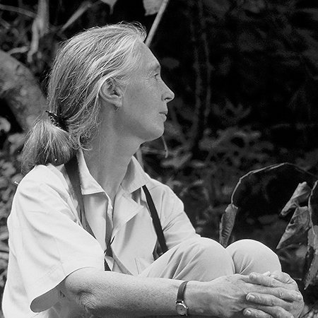 Jane Goodall, author portrait