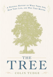 The Tree 