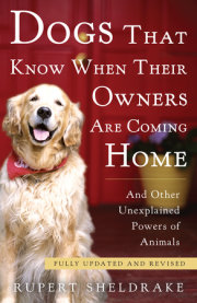 Dogs That Know When Their Owners Are Coming Home 