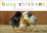 Busy Chickens 