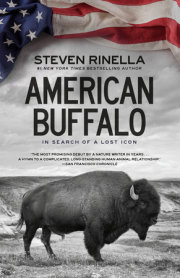 American Buffalo 