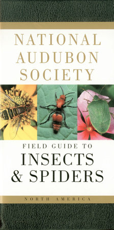 insects and spiders book