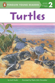 Turtles 