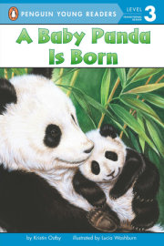 A Baby Panda Is Born 