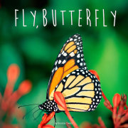 Fly, Butterfly 