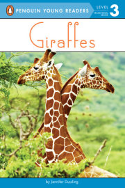 Giraffes 