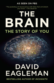 The Brain 