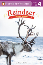 Reindeer 