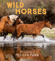 Wild Horses 
