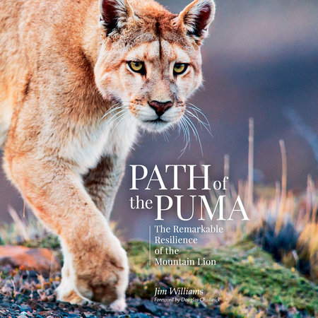 Path of the Puma Cover