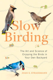 Slow Birding 