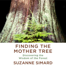 Finding the Mother Tree Cover