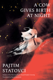 A Cow Gives Birth at Night 