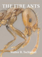 Fire Ants