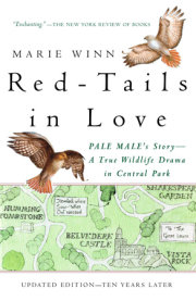 Red-Tails in Love 