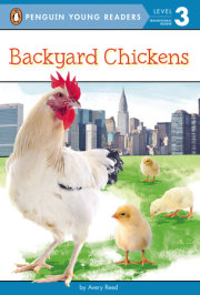 Backyard Chickens 