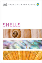 Shells 