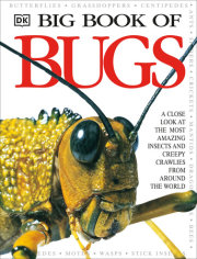 Big Book of Bugs 