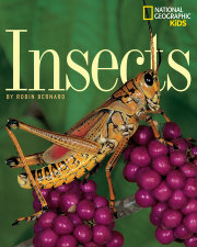 Insects 