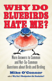 Why Do Bluebirds Hate Me? 
