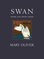 Swan 