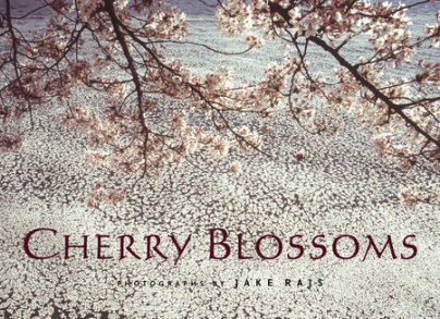 Cherry Blossoms - Photographs by Jake Rajs