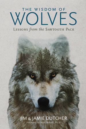 The Wisdom Of Wolves By Jim Dutcher Jamie Dutcher 9781426218866 Penguinrandomhousecom Books - 