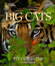 Big Cats 