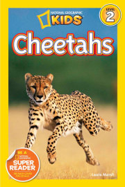 Cheetahs (National Geographic Kids Readers, Level 2) 