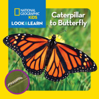 Book cover for National Geographic Kids Look & Learn: Caterpillar to Butterfly