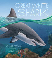 Great White Shark 