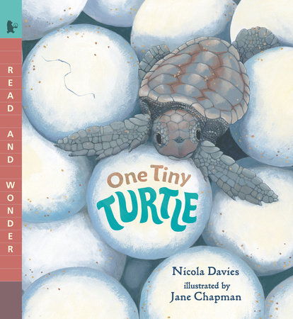 One Tiny Turtle by Nicola Davies: 9781536235371