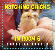 Hatching Chicks in Room 6 