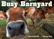 Busy Barnyard 