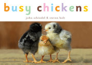 Busy Chickens 