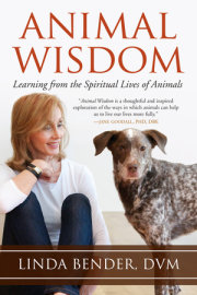Animal Wisdom 