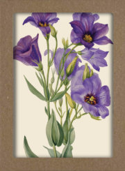 Smithsonian Wildflower Notecard Set - Artwork by Mary Vaux Walcott 