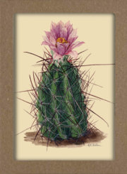 Smithsonian Cacti Notecard Set - Artwork by Mary Emily Eaton 