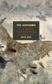 The Goshawk 