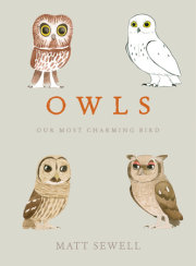 Owls 