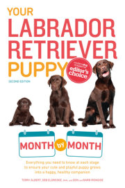 Your Labrador Retriever Puppy Month By Month 