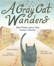 A Gray Cat Wanders 