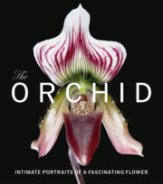The Orchid 